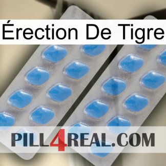 Érection De Tigre 23